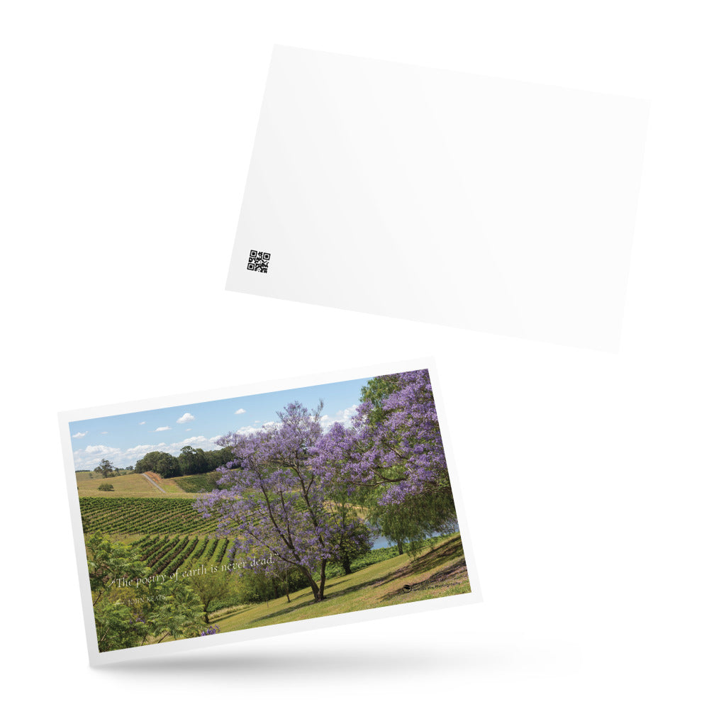 Jacaranda Over the Vineyard – Postcard